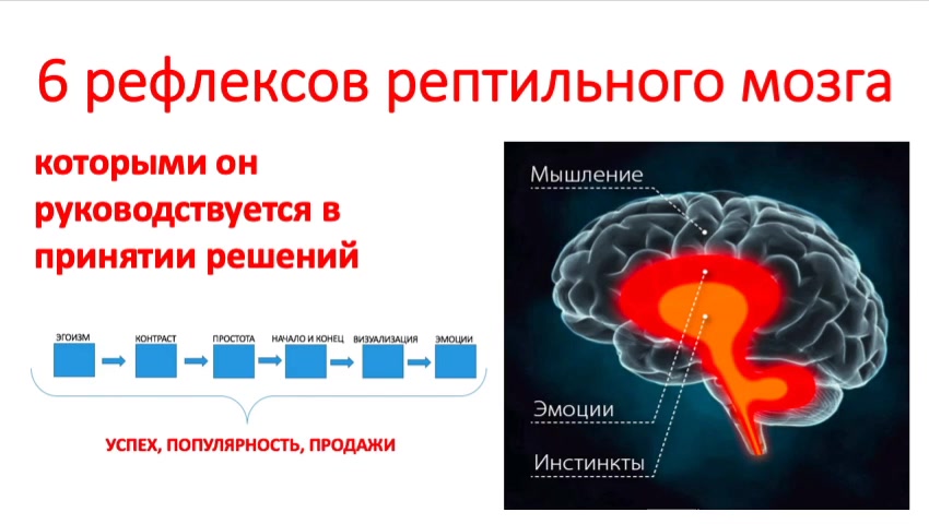 Рептильный мозг человека. Рептильный мозг. Три слоя мозга. Рептильный мозг функции.